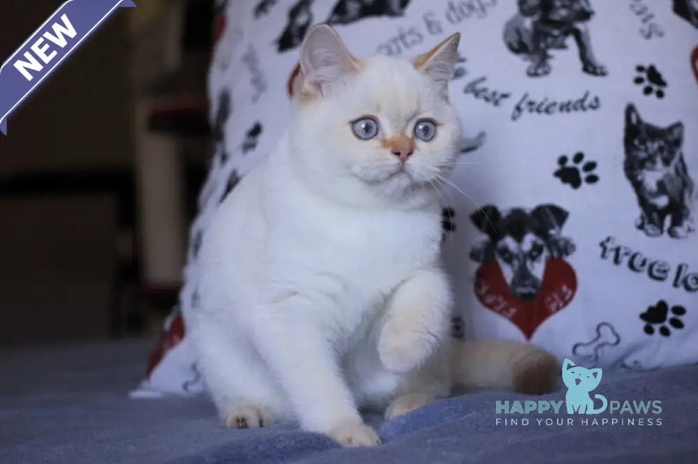 Lola British Shorthair female fawn golden shaded pointed live animals