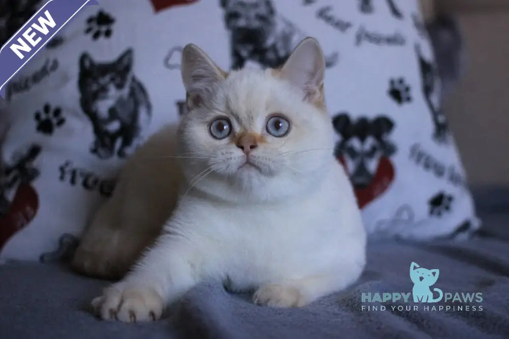 Lola British Shorthair female fawn golden shaded pointed live animals