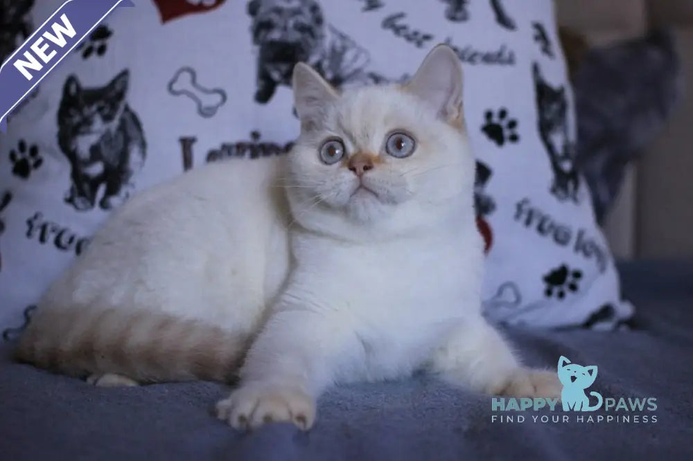 Lola British Shorthair female fawn golden shaded pointed live animals