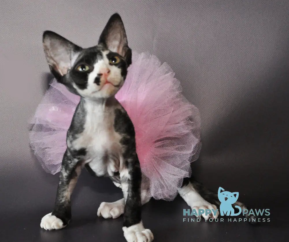 Lola Devon Rex female black tortie bicolour live animals