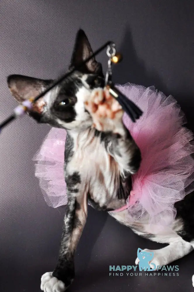 Lola Devon Rex female black tortie bicolour live animals