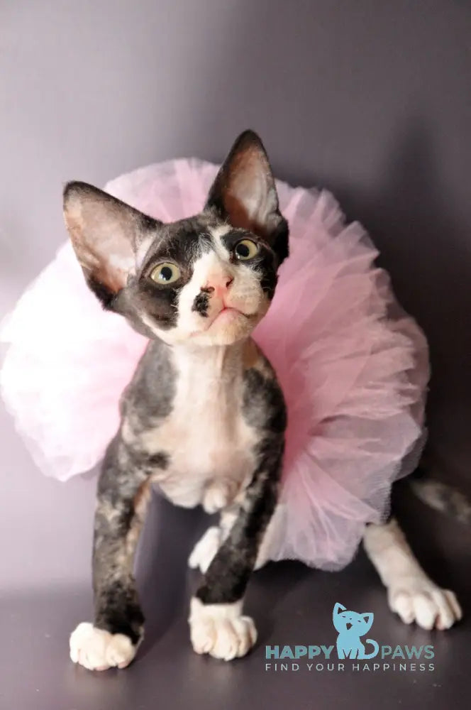 Lola Devon Rex female black tortie bicolour live animals