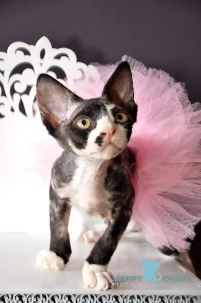 Lola Devon Rex female black tortie bicolour live animals