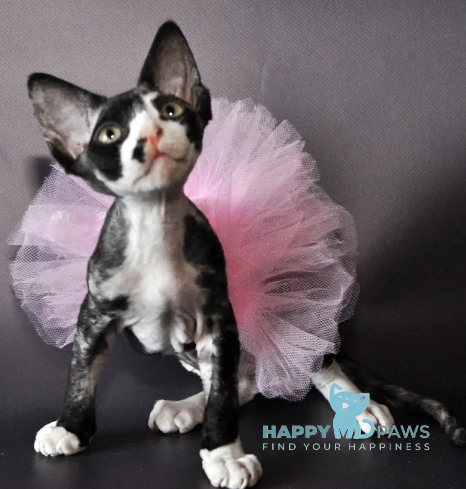 Lola Devon Rex female black tortie bicolour live animals