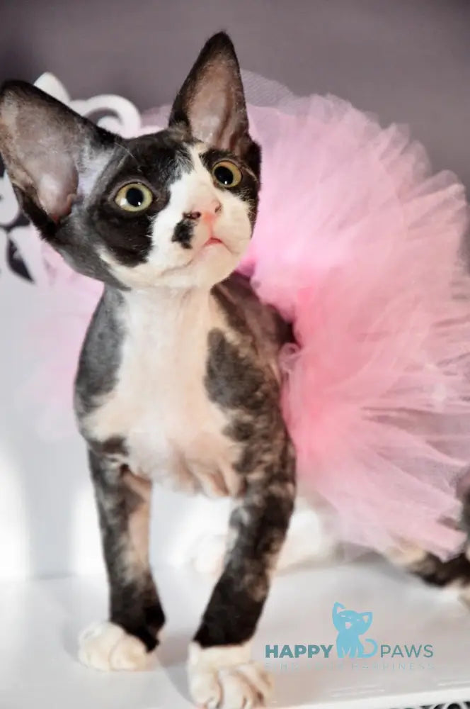 Lola Devon Rex female black tortie bicolour live animals