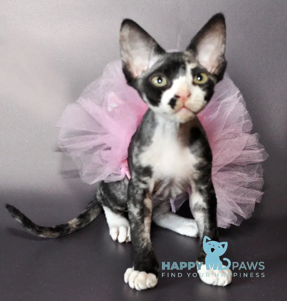 Lola Devon Rex female black tortie bicolour live animals
