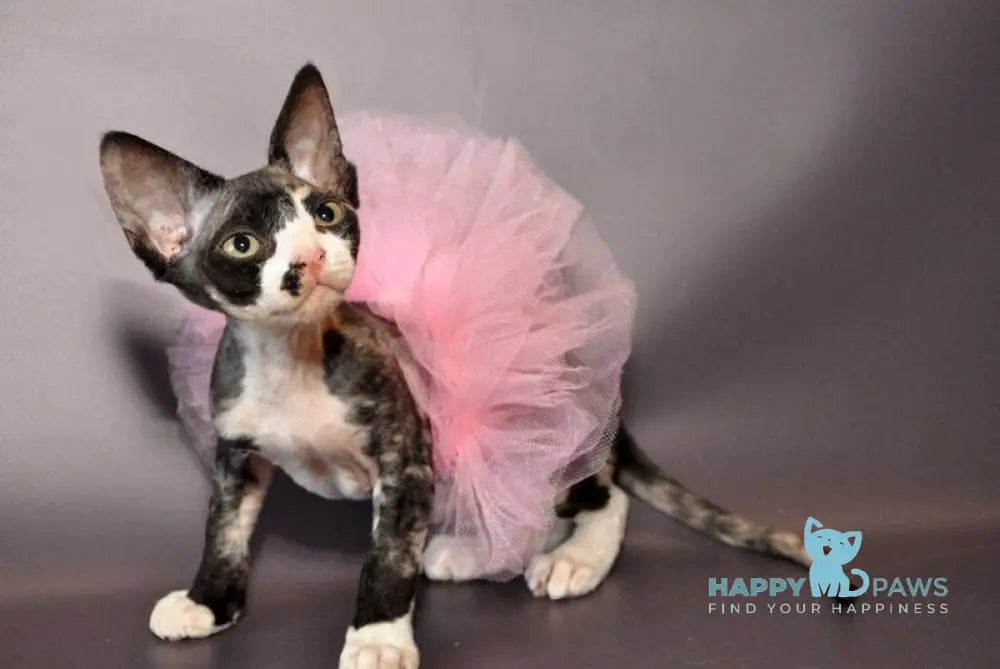 Lola Devon Rex female black tortie bicolour live animals