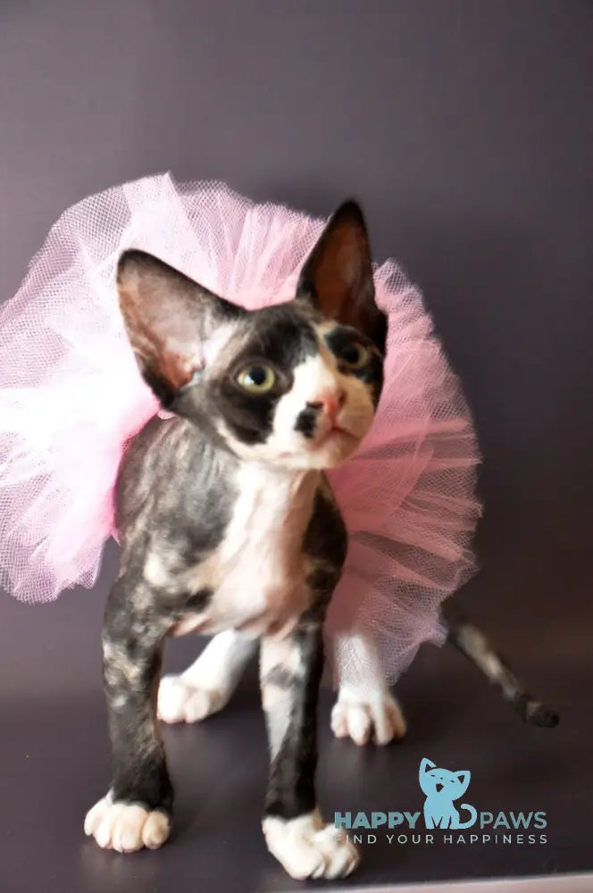 Lola Devon Rex female black tortie bicolour live animals