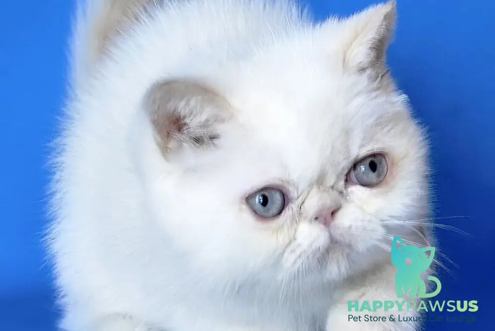 Lola Exotic female cream tabby - live animals