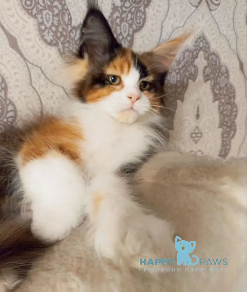 Lola Maine Coon female black tortie bicolour live animals