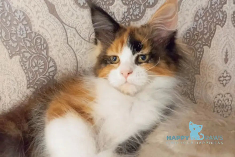 Lola Maine Coon female black tortie bicolour live animals