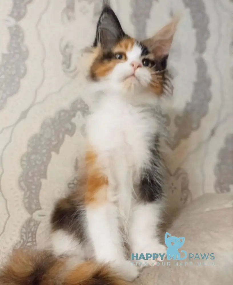 Lola Maine Coon female black tortie bicolour live animals