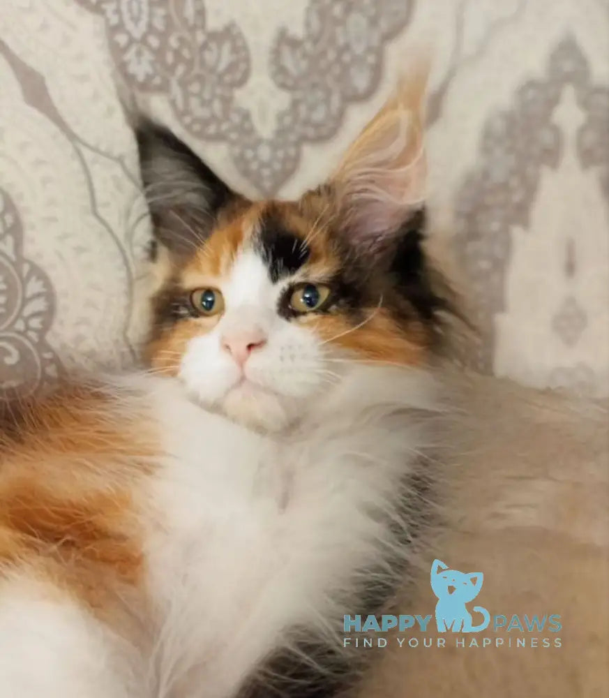 Lola Maine Coon female black tortie bicolour live animals