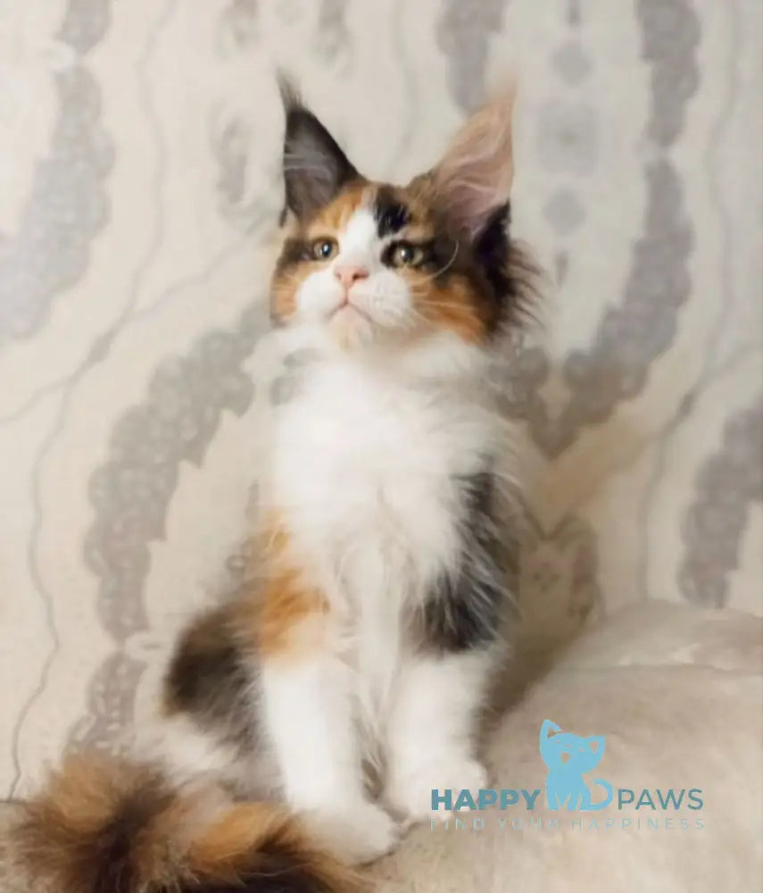 Lola Maine Coon female black tortie bicolour live animals