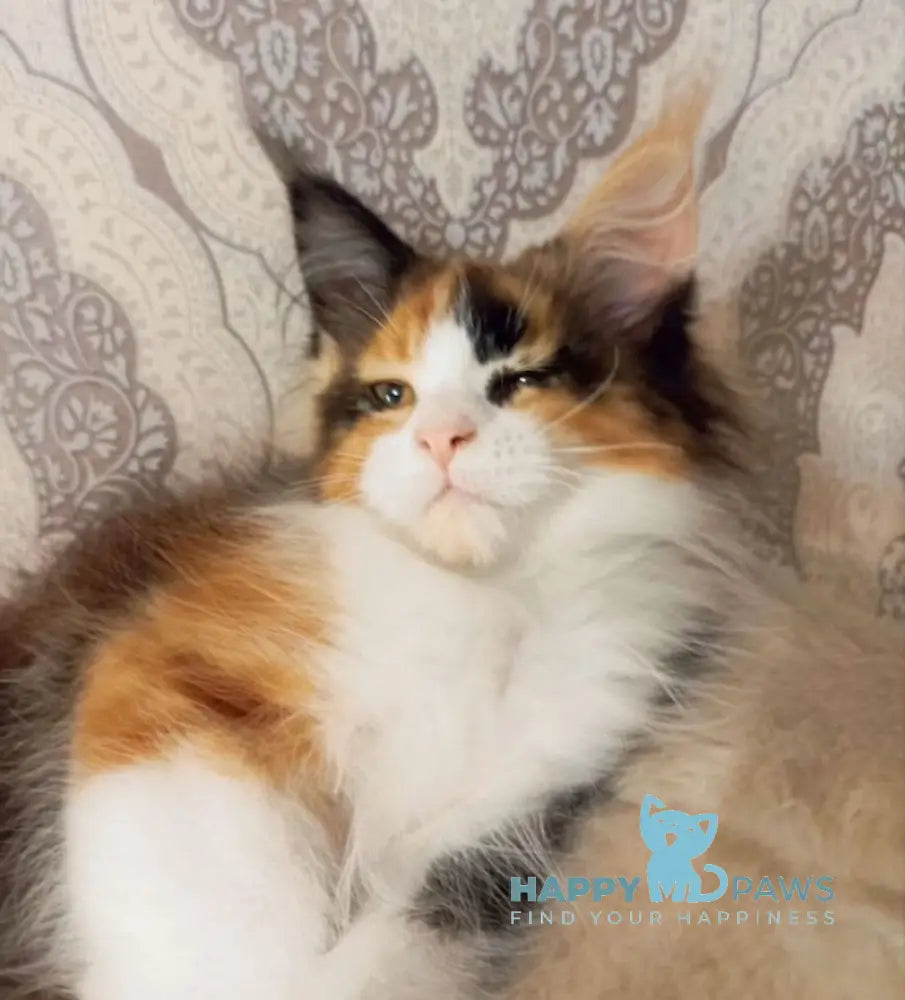 Lola Maine Coon female black tortie bicolour live animals