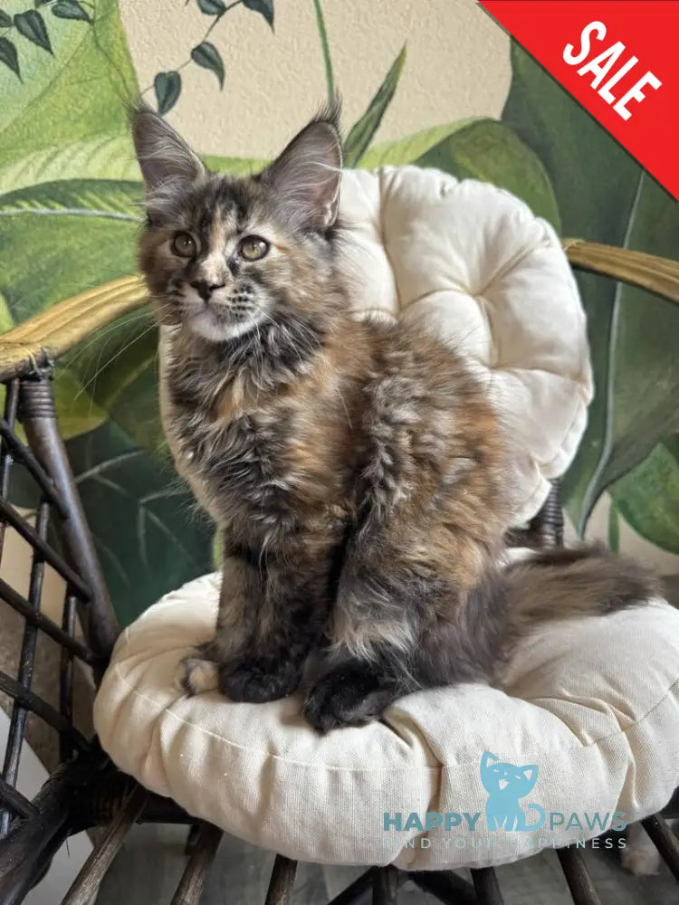 Lola Maine Coon female black tortie live animals