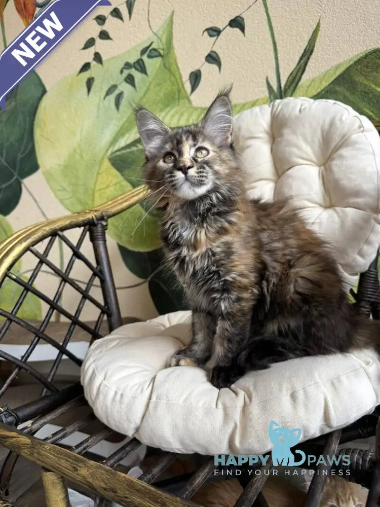 Lola Maine Coon female black tortie live animals