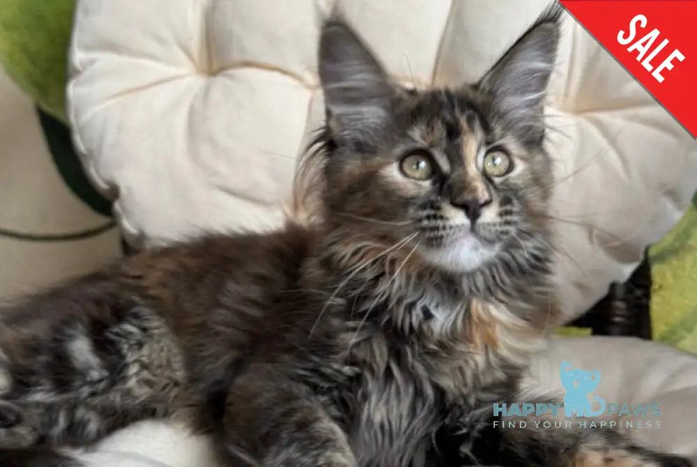 Lola Maine Coon female black tortie live animals