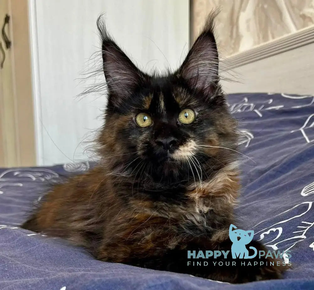 Lola Maine Coon female black tortie live animals