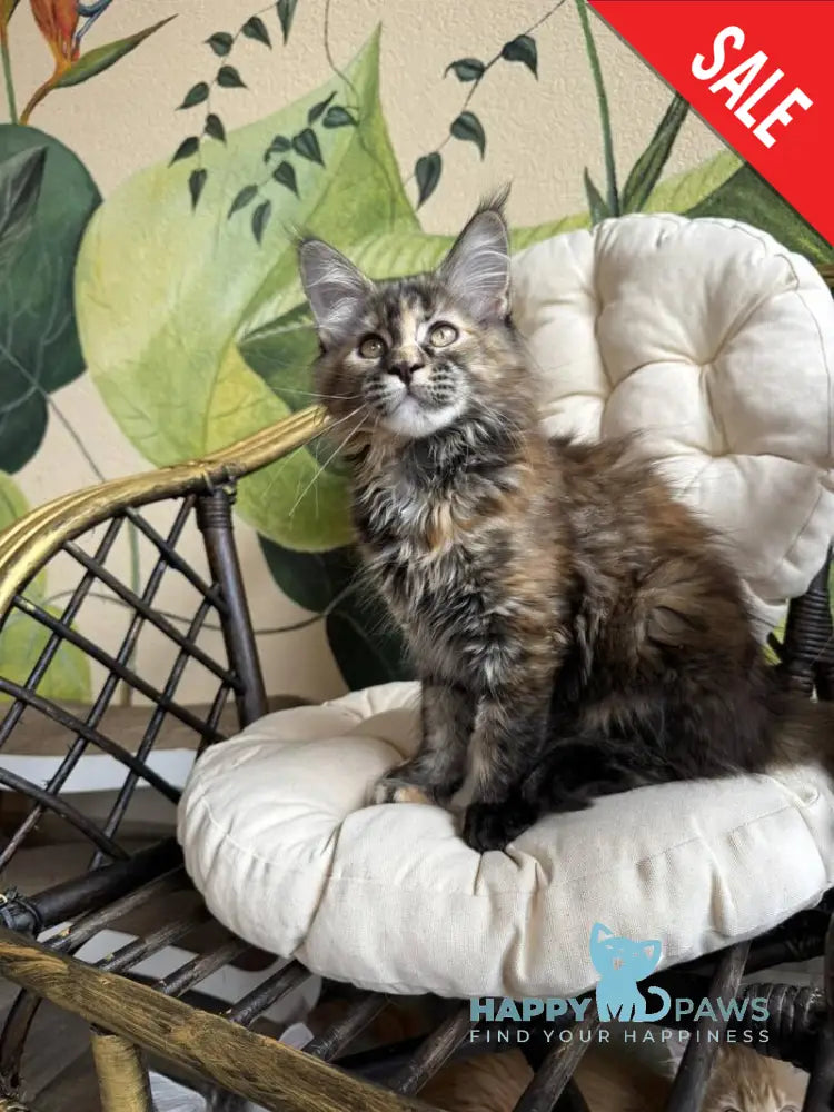 Lola Maine Coon female black tortie live animals