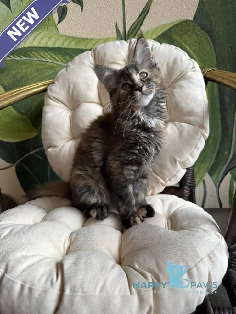 Lola Maine Coon female black tortie live animals