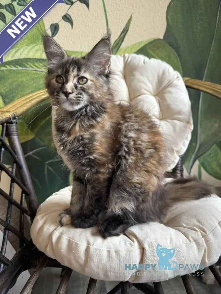 Lola Maine Coon female black tortie live animals