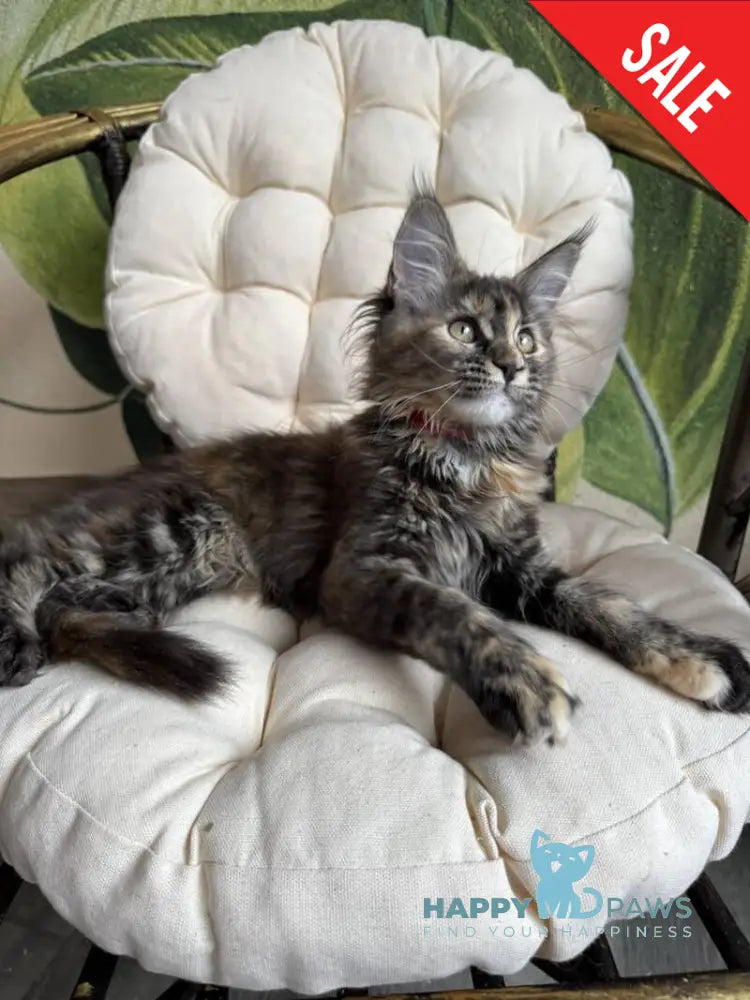 Lola Maine Coon female black tortie live animals