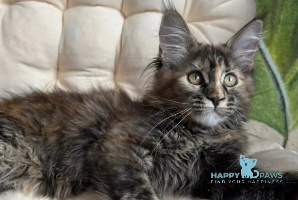 Lola Maine Coon female black tortie live animals