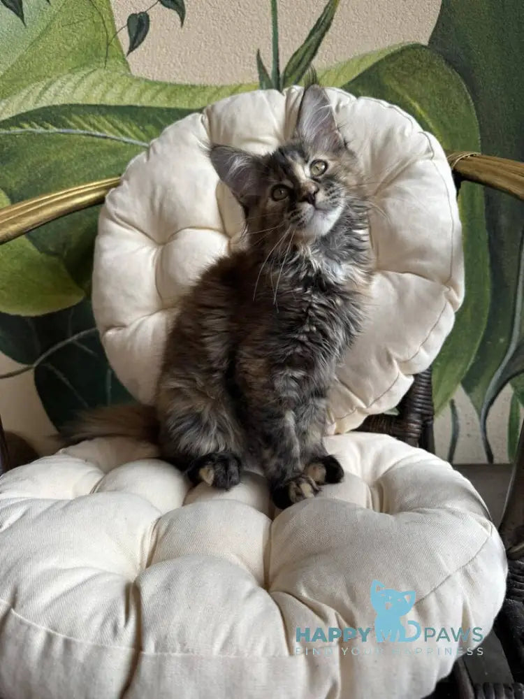 Lola Maine Coon female black tortie live animals