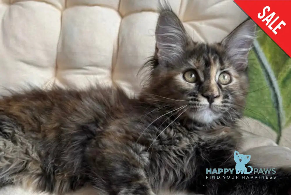 Lola Maine Coon female black tortie live animals