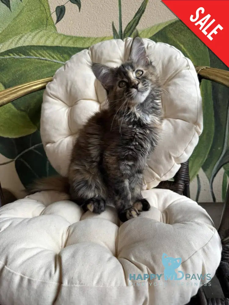 Lola Maine Coon female black tortie live animals