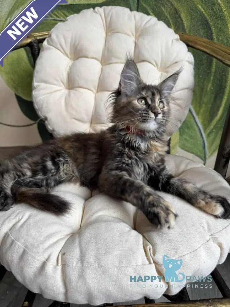 Lola Maine Coon female black tortie live animals