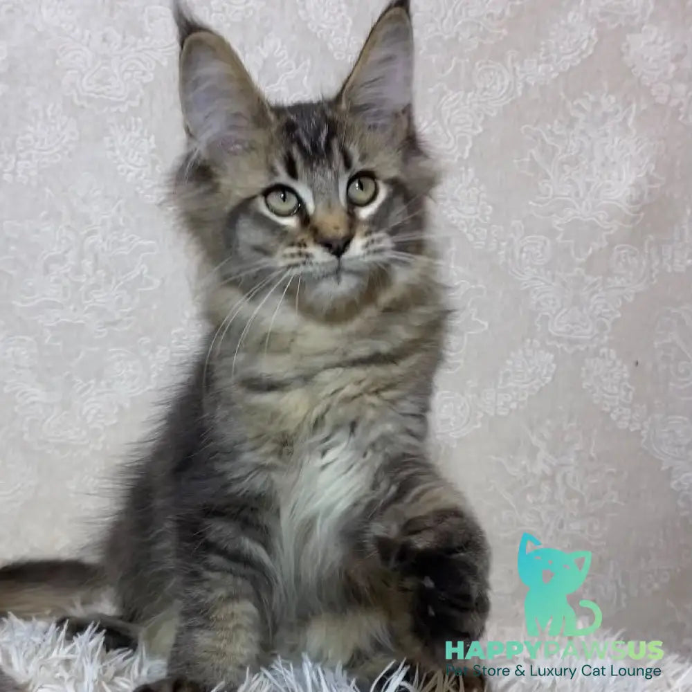 Lola Maine Coon polydactyl 6x6x6x6 female black ticked tabby - live animals