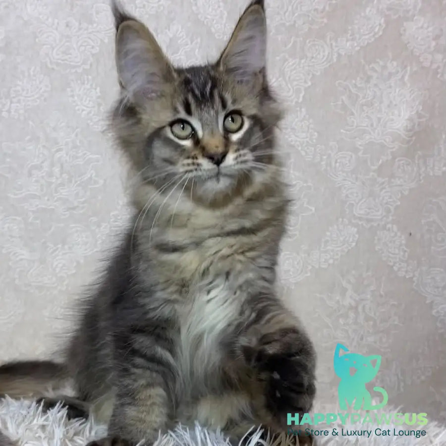 Lola Maine Coon polydactyl 6x6x6x6 female black ticked tabby - live animals