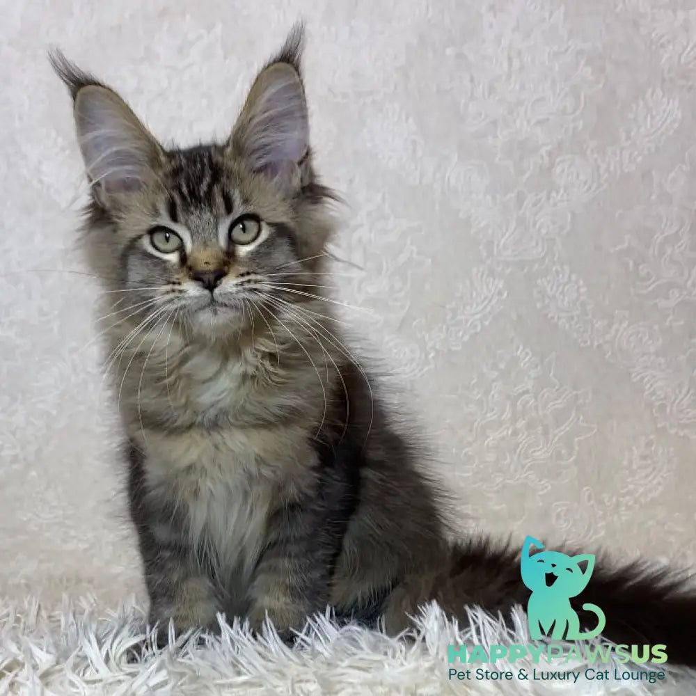 Lola Maine Coon polydactyl 6x6x6x6 female black ticked tabby - live animals