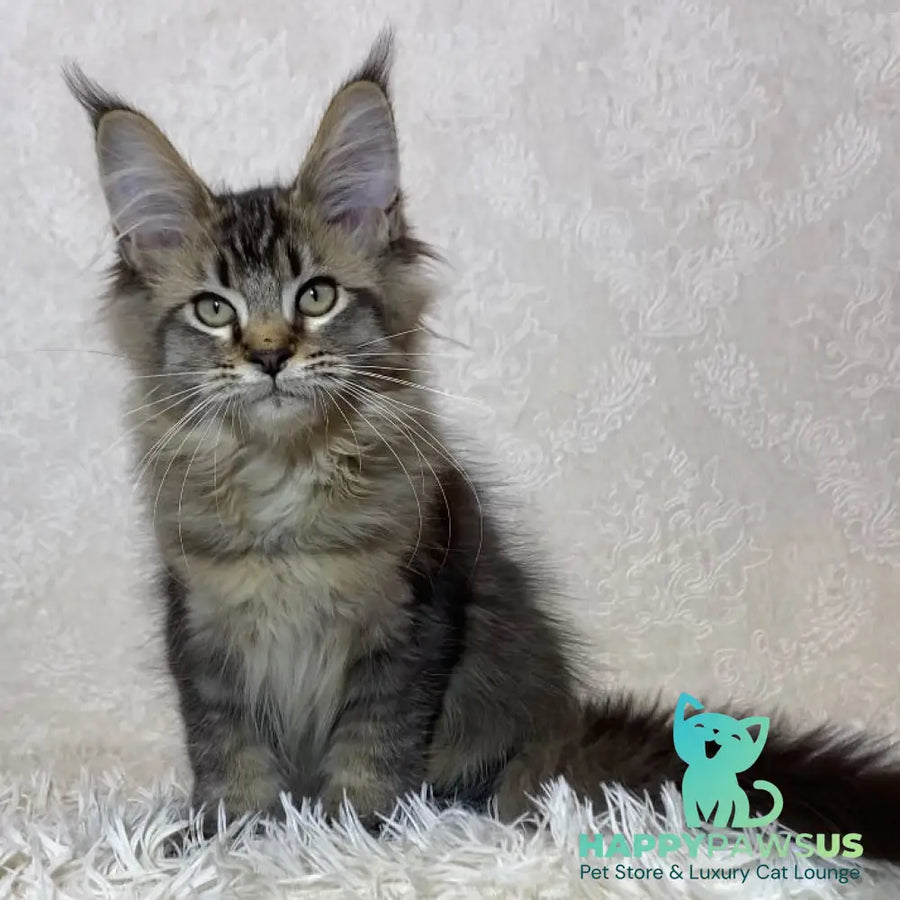 Lola Maine Coon polydactyl 6x6x6x6 female black ticked tabby - live animals