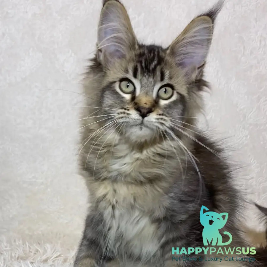Lola Maine Coon polydactyl 6x6x6x6 female black ticked tabby - live animals