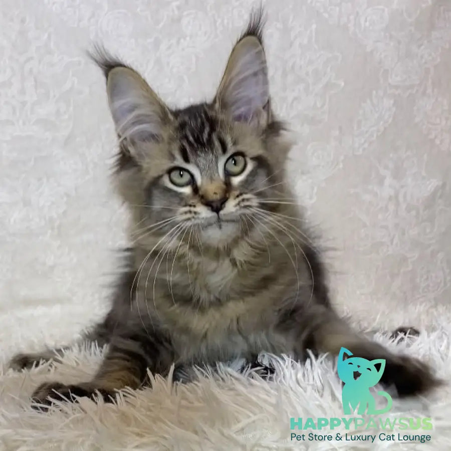 Lola Maine Coon polydactyl 6x6x6x6 female black ticked tabby - live animals