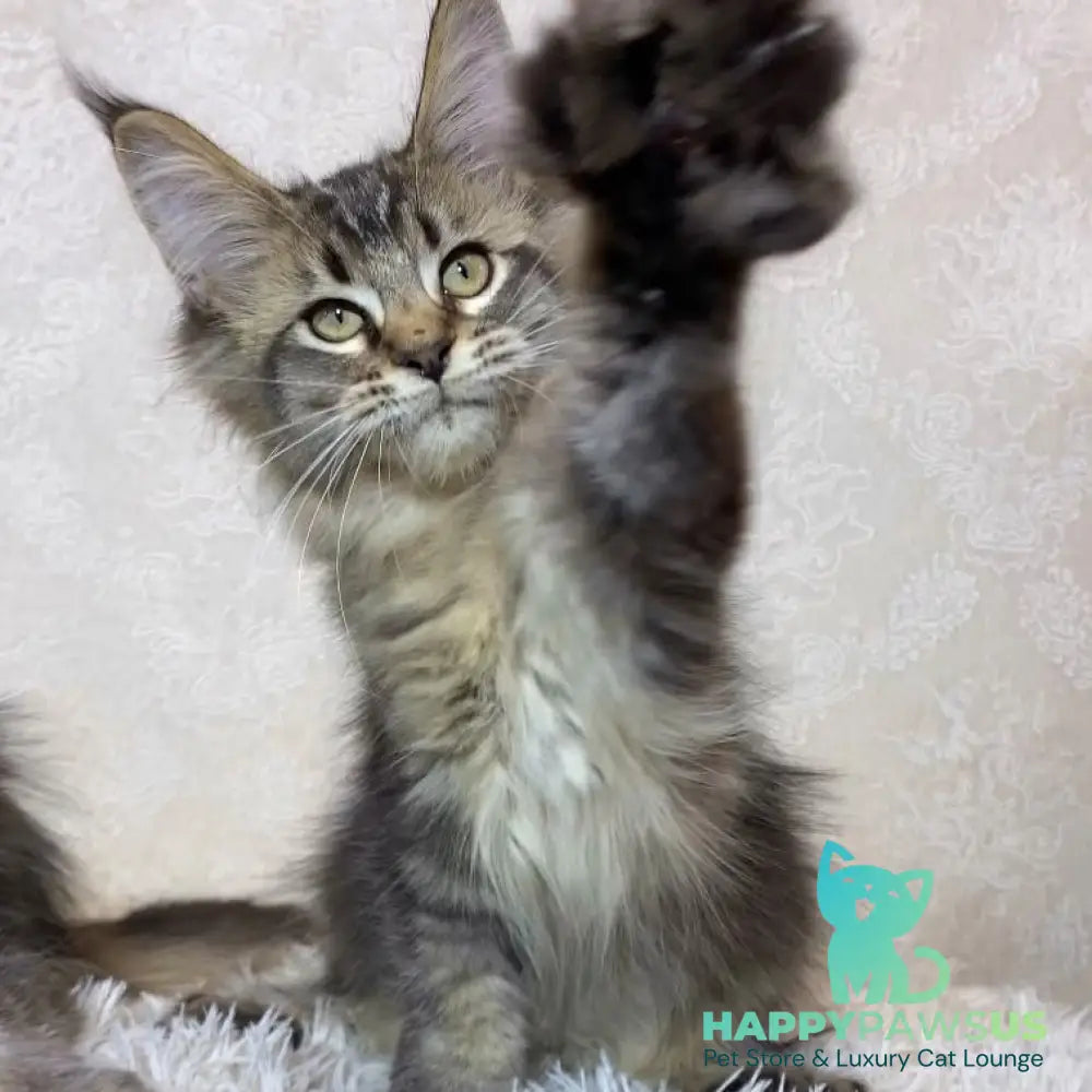 Lola Maine Coon polydactyl 6x6x6x6 female black ticked tabby - live animals