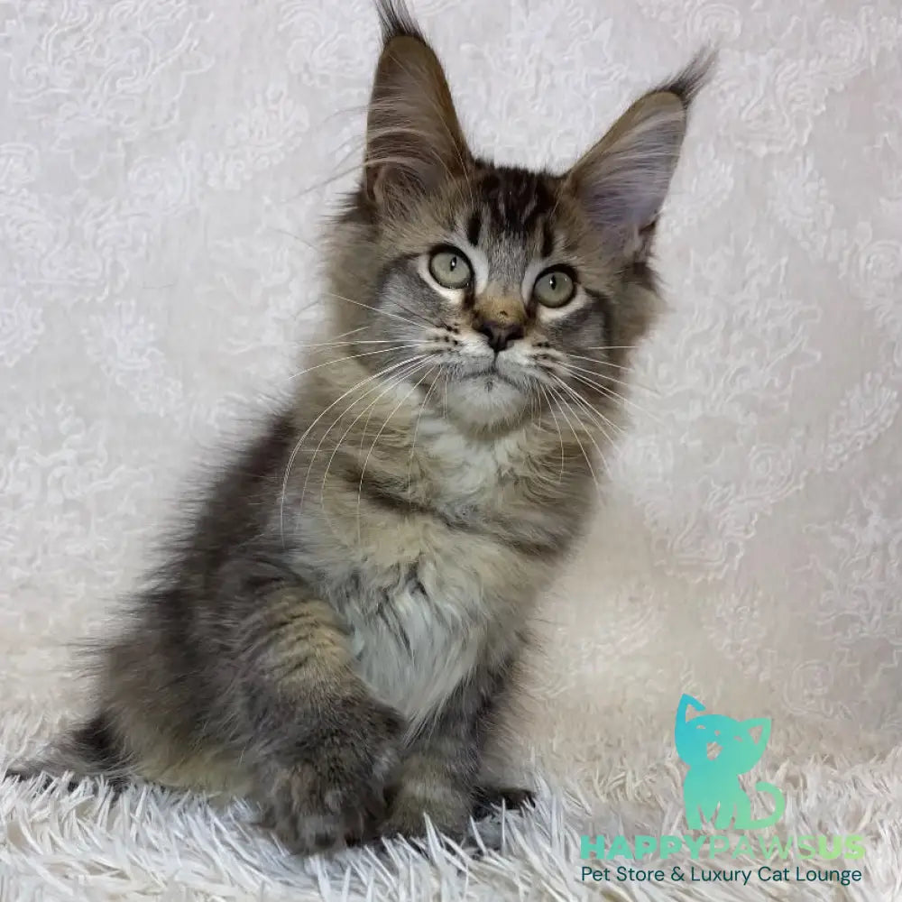 Lola Maine Coon polydactyl 6x6x6x6 female black ticked tabby - live animals