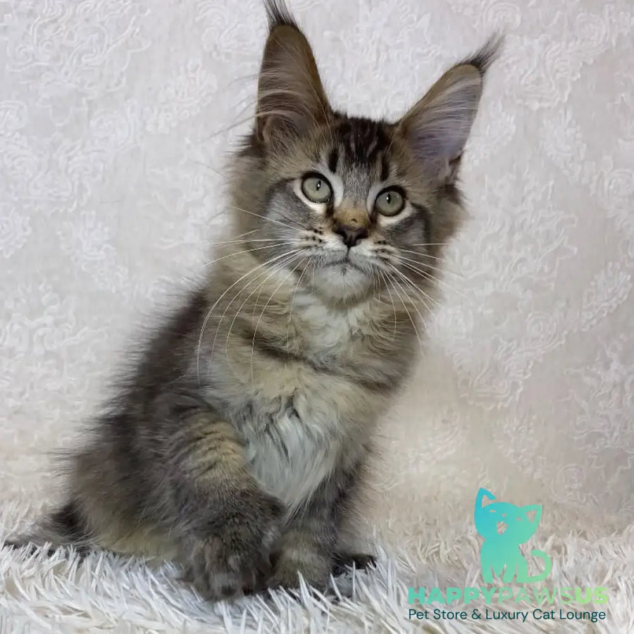 Lola Maine Coon polydactyl 6x6x6x6 female black ticked tabby - live animals
