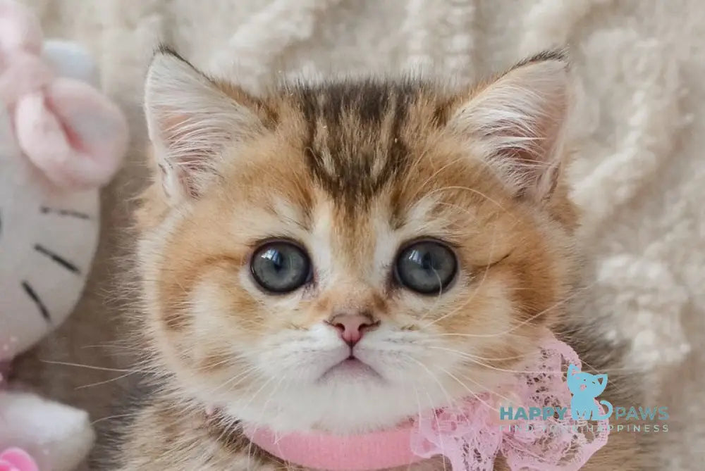 Lola Munchkin female black golden ticked tabby live animals