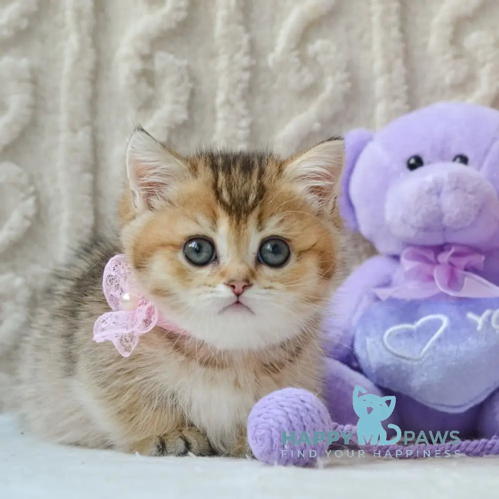 Lola Munchkin female black golden ticked tabby live animals
