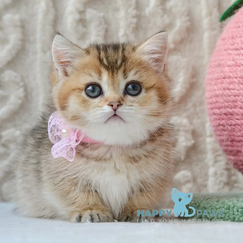 Lola Munchkin female black golden ticked tabby live animals