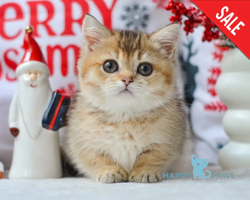 Lola Munchkin female black golden ticked tabby live animals