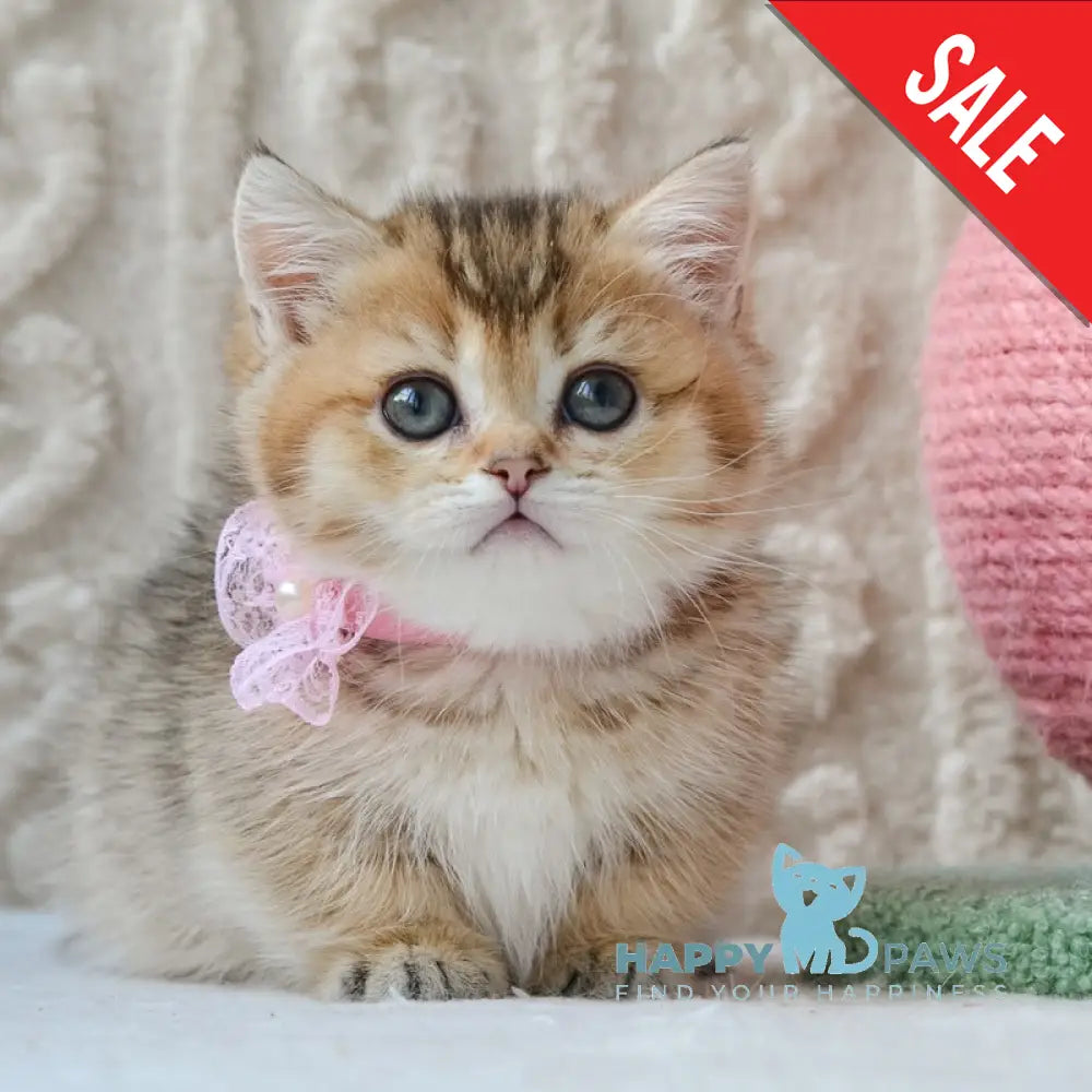 Lola Munchkin female black golden ticked tabby live animals