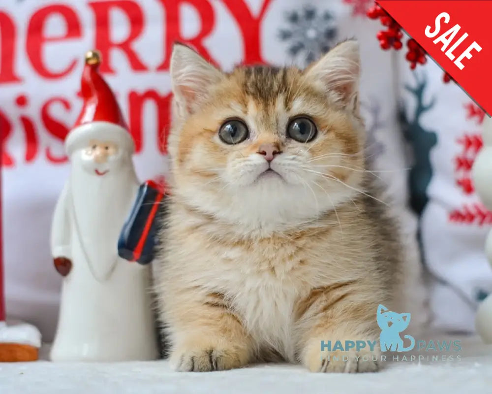 Lola Munchkin female black golden ticked tabby live animals