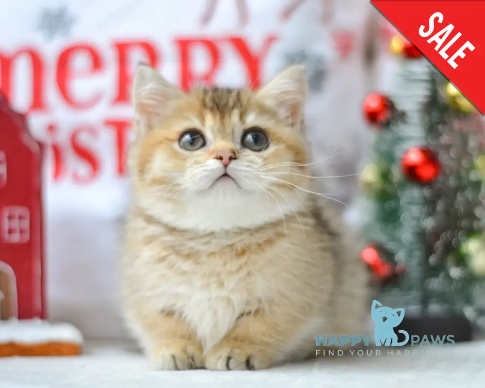 Lola Munchkin female black golden ticked tabby live animals