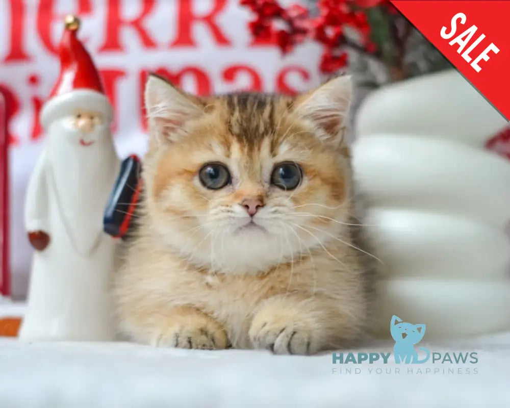 Lola Munchkin female black golden ticked tabby live animals