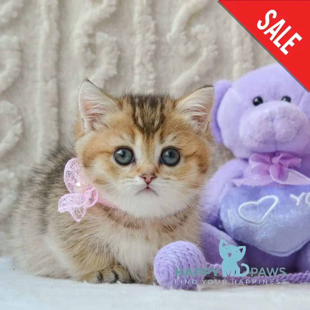 Lola Munchkin female black golden ticked tabby live animals